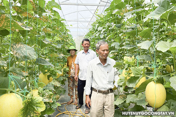 Ngành Nông nghiệp huyện tham quan mô hình trồng dưa lưới an toàn sinh học trong nhà màng tại ấp Lợi An, xã Bình Tân.